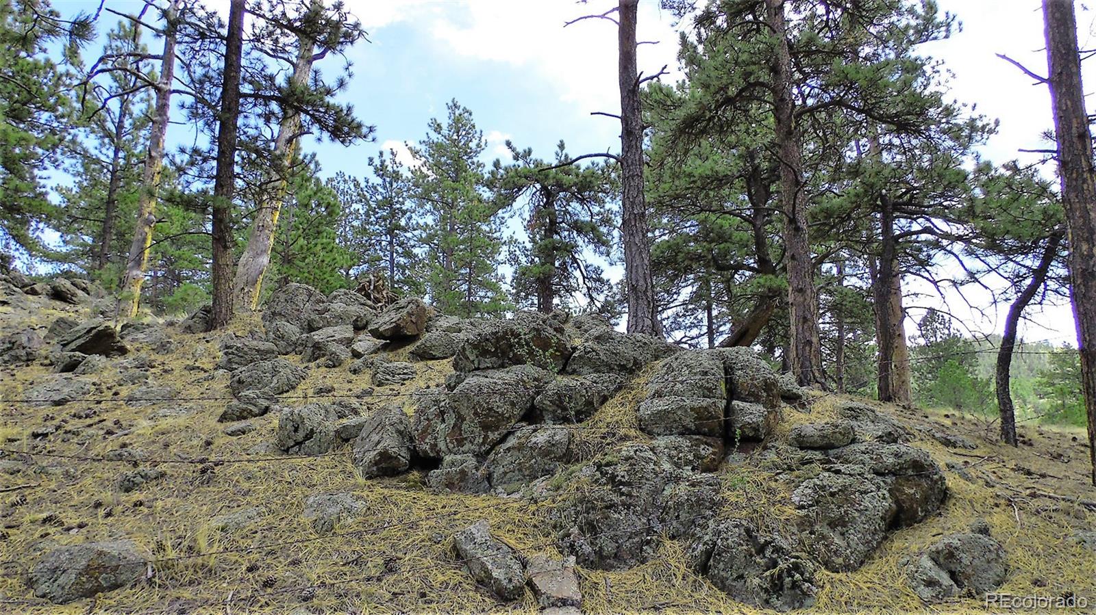 60 B Road Guffey, CO 80820 - Photo 16 of 35 a view of a forest with trees