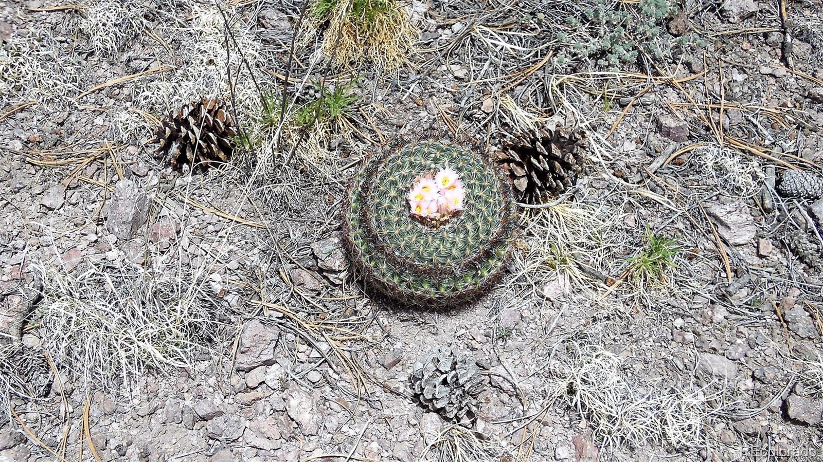 60 B Road Guffey, CO 80820 - Photo 21 of 35 a view of a plant in a garden