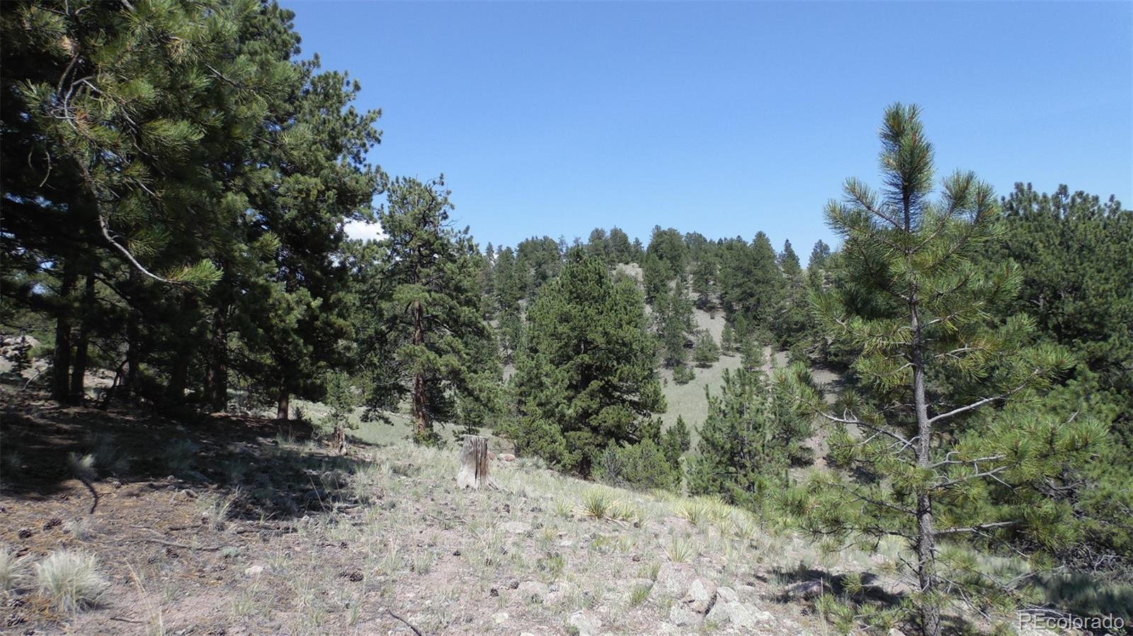 60 B Road Guffey, CO 80820 - Photo 28 of 35 a view of a forest with a tree in the background