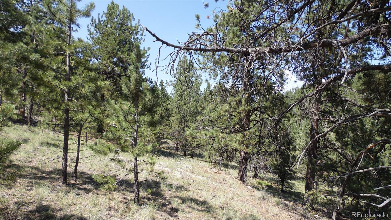 60 B Road Guffey, CO 80820 - Photo 29 of 35 a view of a forest filled with trees