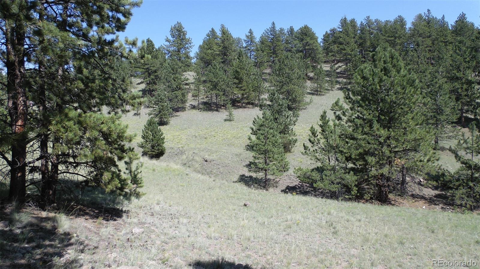 60 B Road Guffey, CO 80820 - Photo 10 of 35 a view of a forest with trees in the background