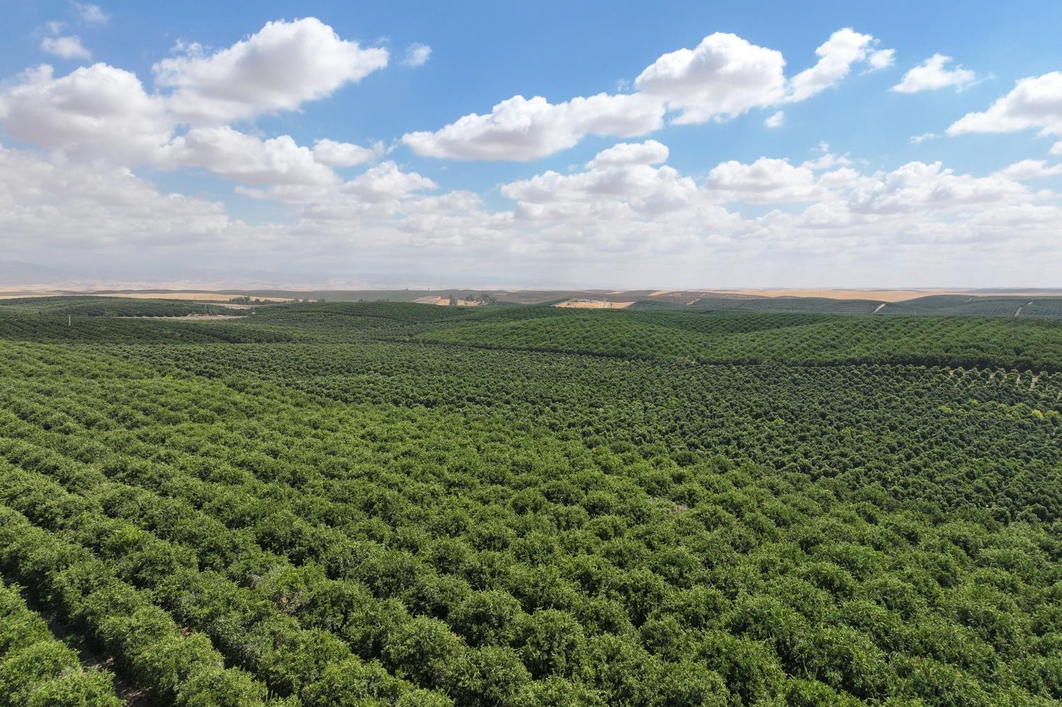 0 Ave 2 Richgrove Ca Delano, CA 93215 - Photo 5 of 11 a view of a big yard with lots of green space