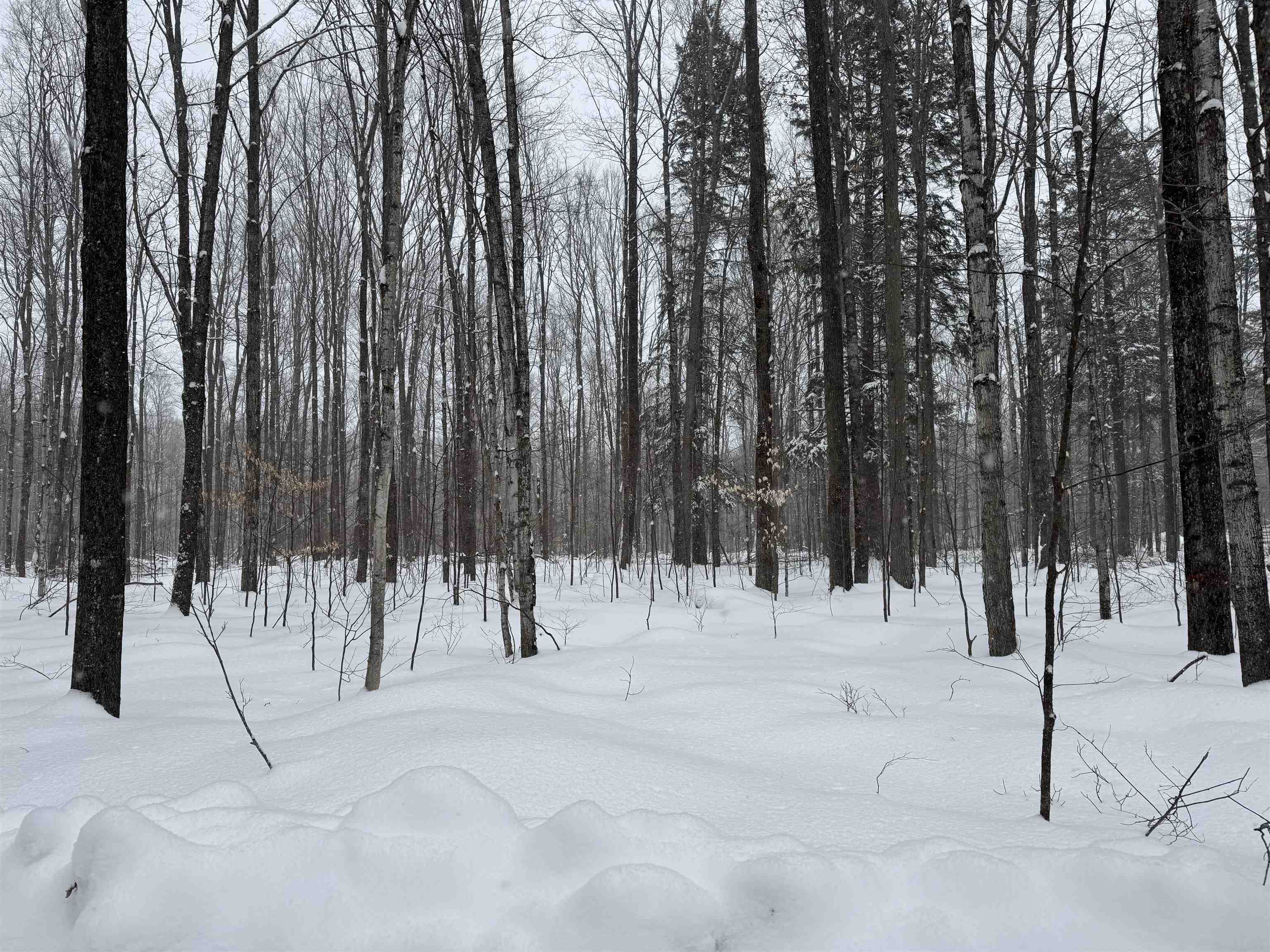 -dreffs Off McCoy Road Gaylord, MI 49735 - Photo 1 of 14