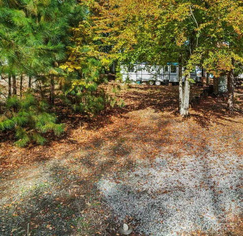 a view of a forest with trees