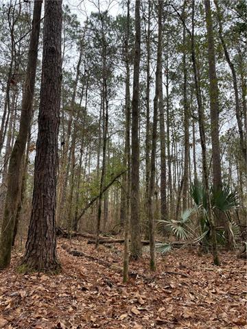 0 Lower Rome Road Springfield, LA 70462 - Photo 16 of 60