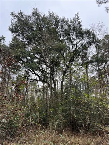 0 Lower Rome Road Springfield, LA 70462 - Photo 19 of 60