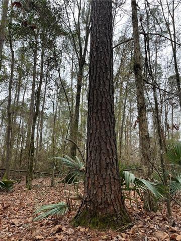 0 Lower Rome Road Springfield, LA 70462 - Photo 28 of 60