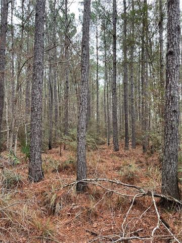 0 Lower Rome Road Springfield, LA 70462 - Photo 34 of 60