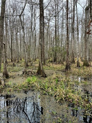 0 Lower Rome Road Springfield, LA 70462 - Photo 36 of 60