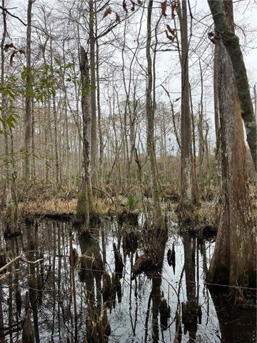 0 Lower Rome Road Springfield, LA 70462 - Photo 41 of 60