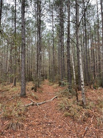 0 Lower Rome Road Springfield, LA 70462 - Photo 45 of 60