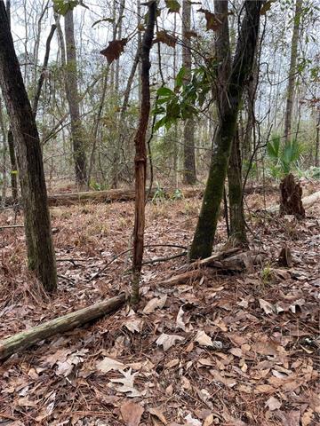 0 Lower Rome Road Springfield, LA 70462 - Photo 46 of 60