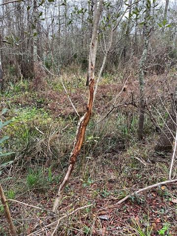 0 Lower Rome Road Springfield, LA 70462 - Photo 47 of 60