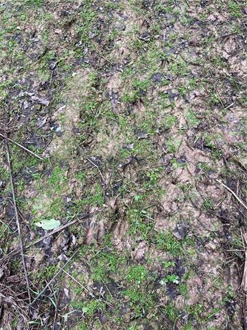 0 Lower Rome Road Springfield, LA 70462 - Photo 53 of 60