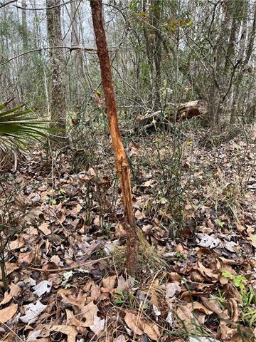 0 Lower Rome Road Springfield, LA 70462 - Photo 54 of 60