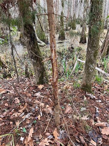 0 Lower Rome Road Springfield, LA 70462 - Photo 9 of 60