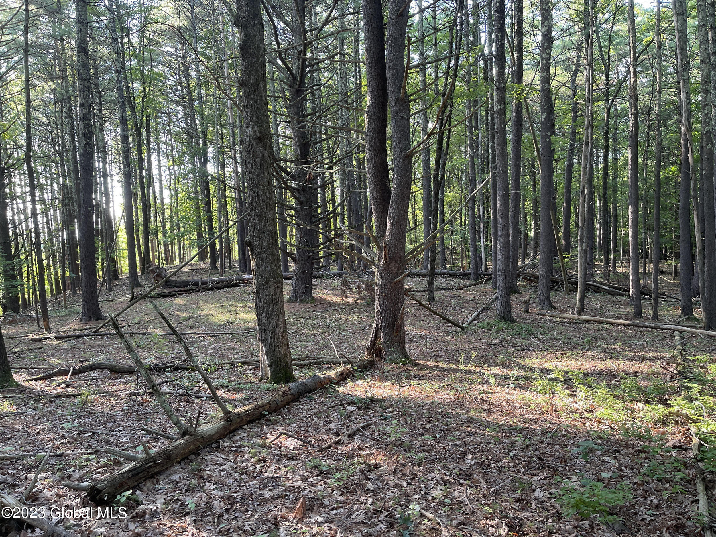 L1 Canniff Road Freehold, NY 12431 - Photo 8 of 10 Trees