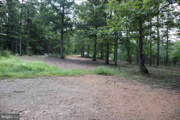 a view of a forest with trees in the background
