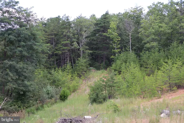 a view of a forest with trees in the background