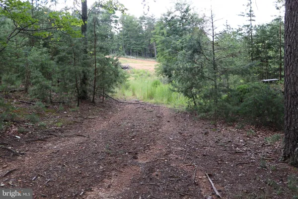 a view of a forest filled with trees