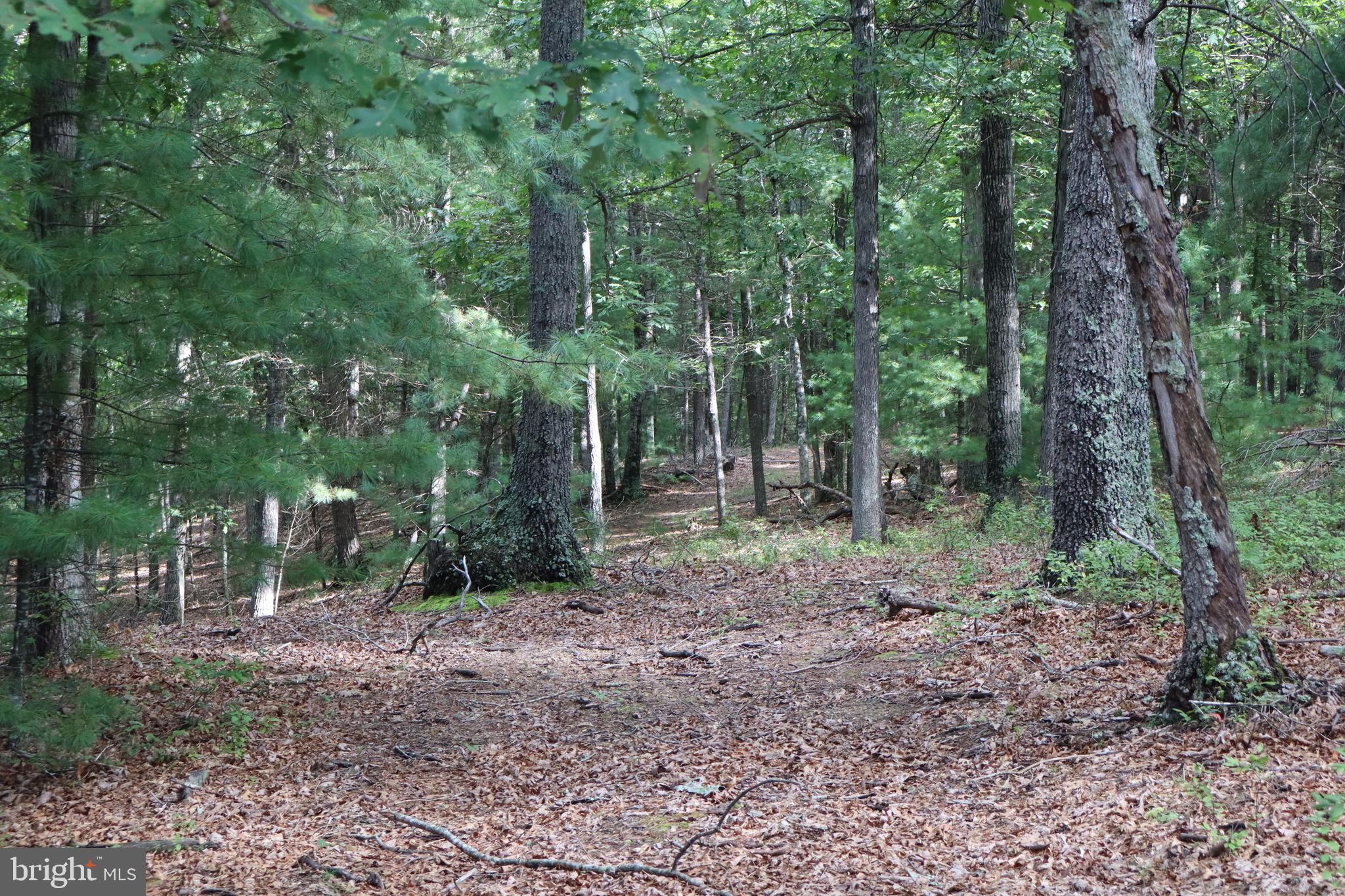 418 R R & R Ridge Road Brandywine, WV 26802 - Photo 41 of 43 a view of a forest filled with trees