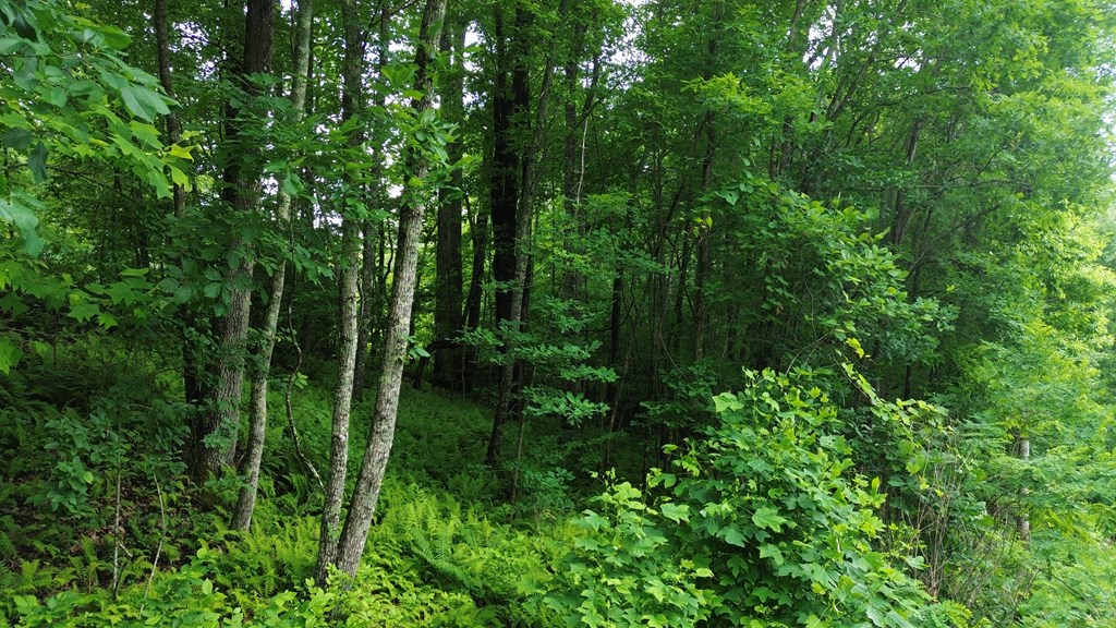 115 Calvender Road Turtletown, TN 37391 - Photo 12 of 23 a view of a lush green forest with lots of trees