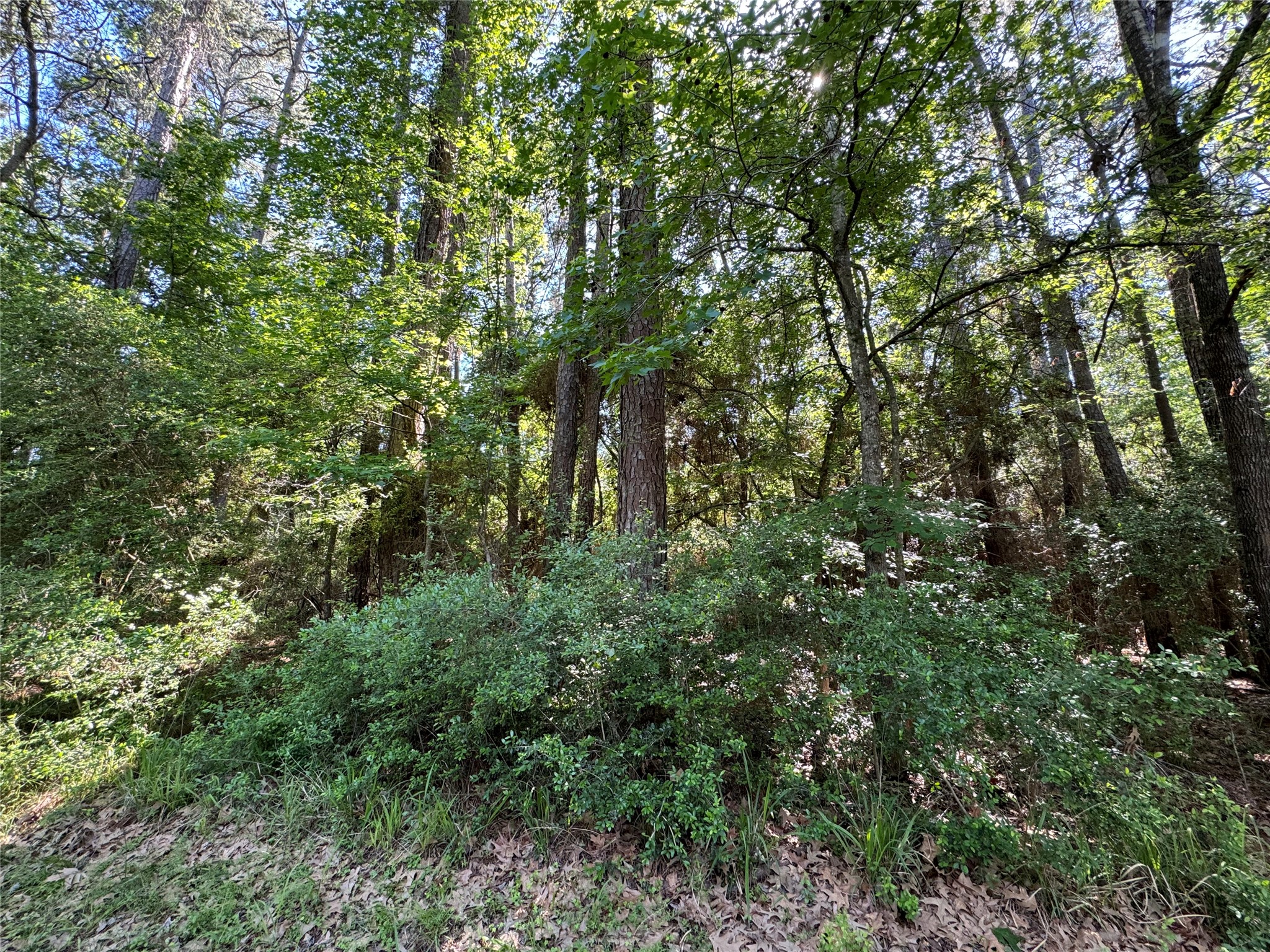16 Forrest Hollow Trinity, TX 75862 - Photo 2 of 6