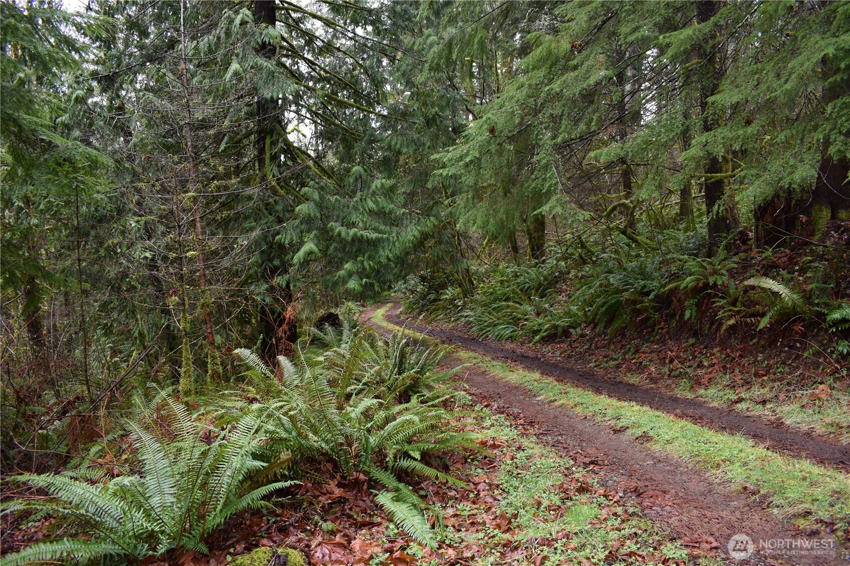15327 May Creek Road Gold Bar, WA 98251 - Photo 21 of 35 a view of a garden with plants and large trees