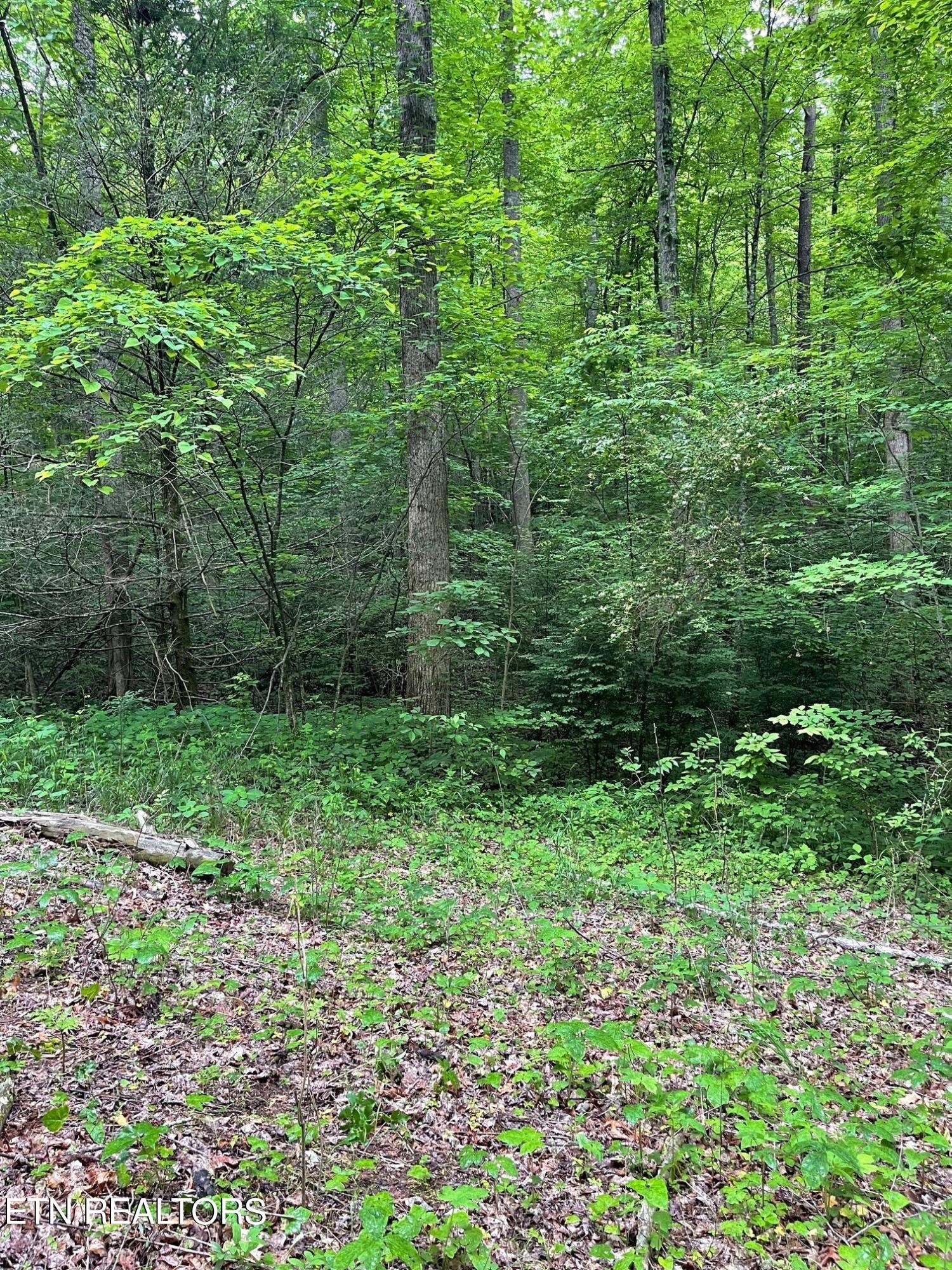 3 Old Cades Cove Road Townsend, TN 37882 - Photo 11 of 17 Gallery Image 11