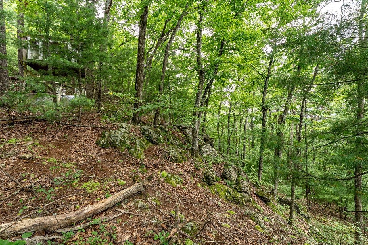 Tbd Rinker Road Broadway, VA 22815 - Photo 13 of 27 a view of a yard with plants and large trees
