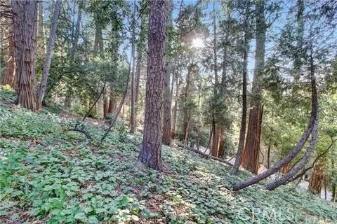 a view of a forest with trees