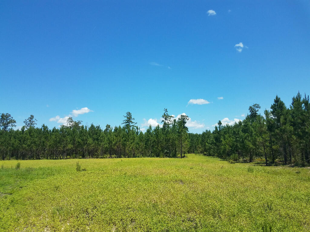 Tract A Jaywood Road Williston, SC 29853 - Photo 4 of 5
