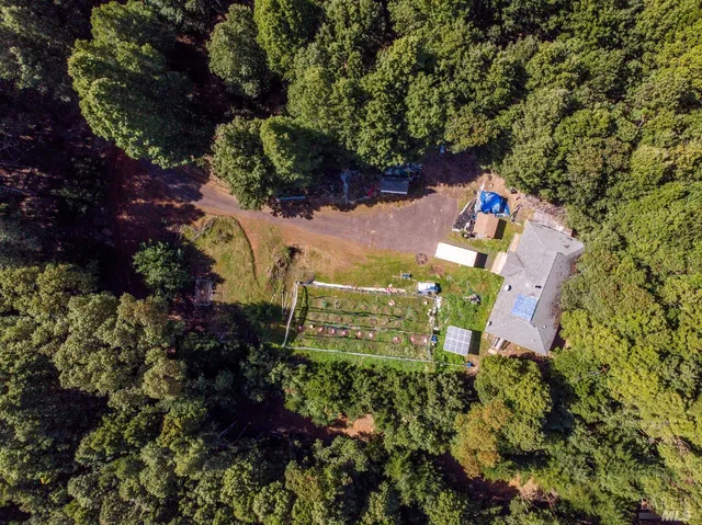 a view of a forest with a mountain