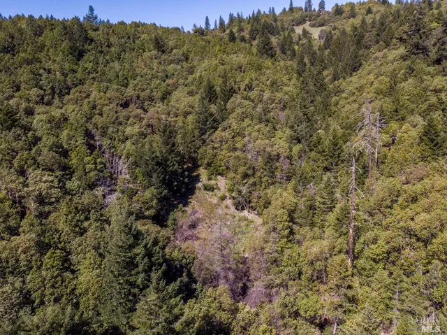 a view of a lush green space