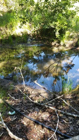 a view of a lush green space