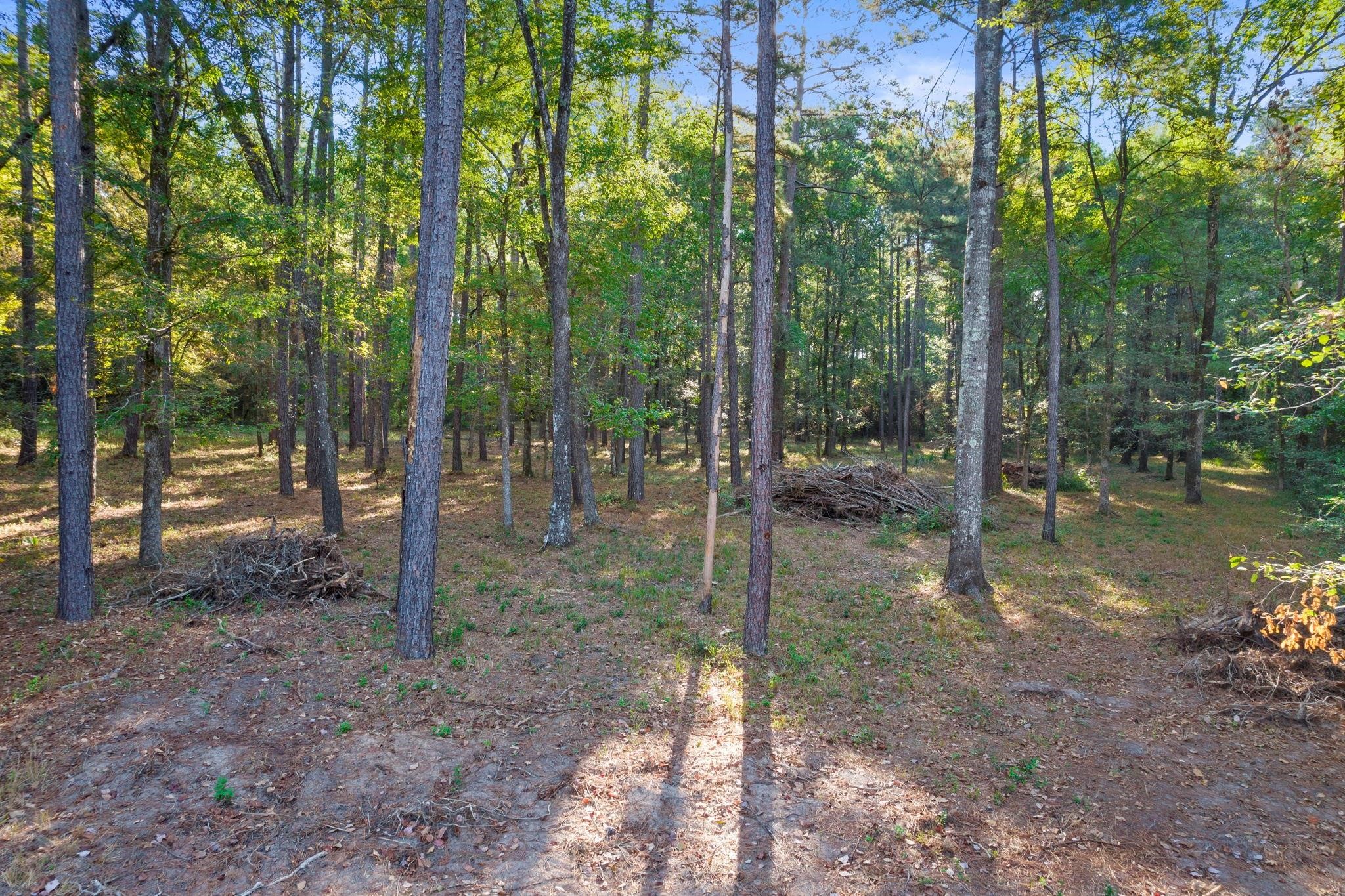 244 Remington Road Huntsville, TX 77340 - Photo 7 of 16