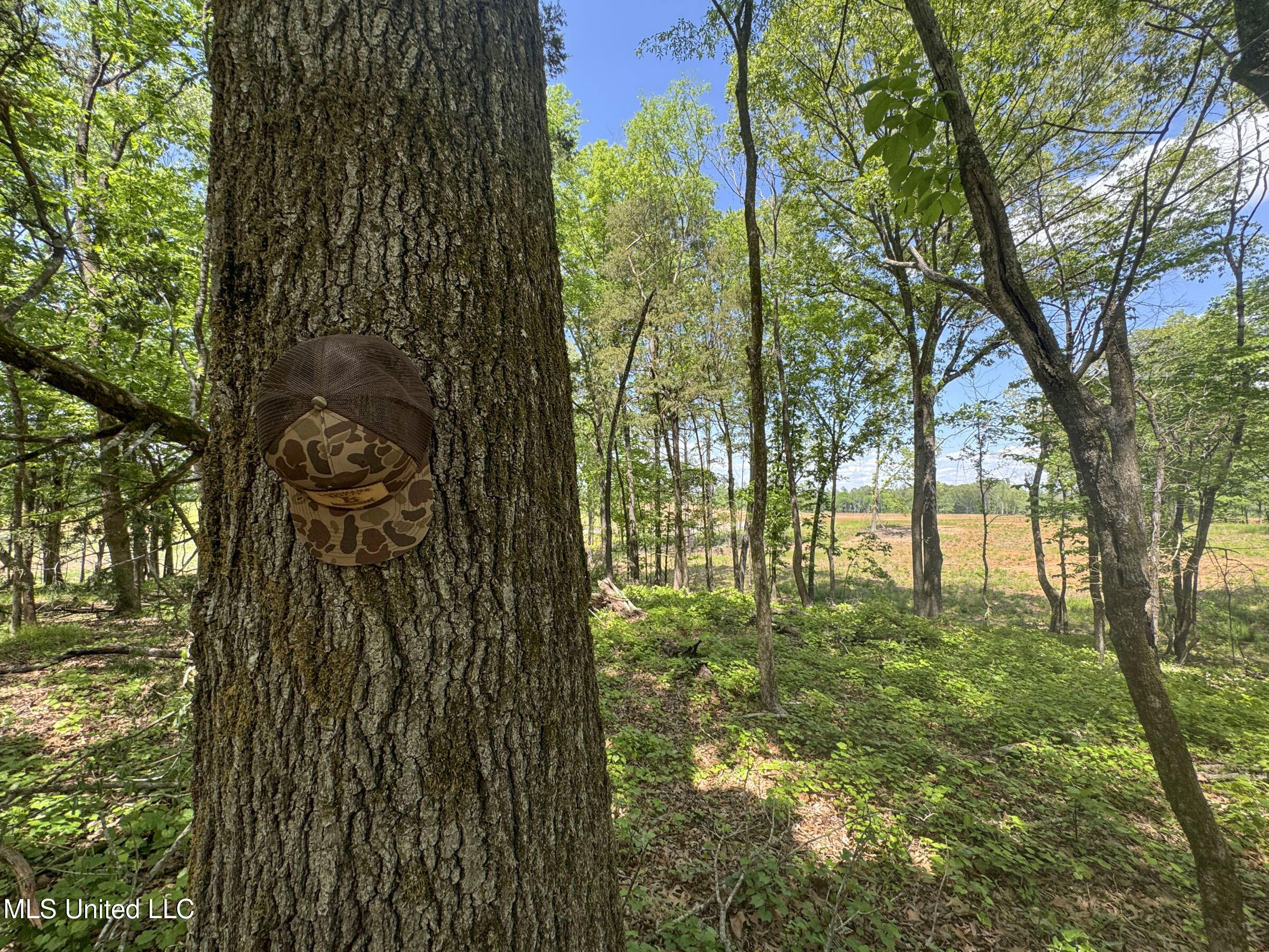 107 County Road Oxford, MS 38655 - Photo 67 of 83 5wr74a11