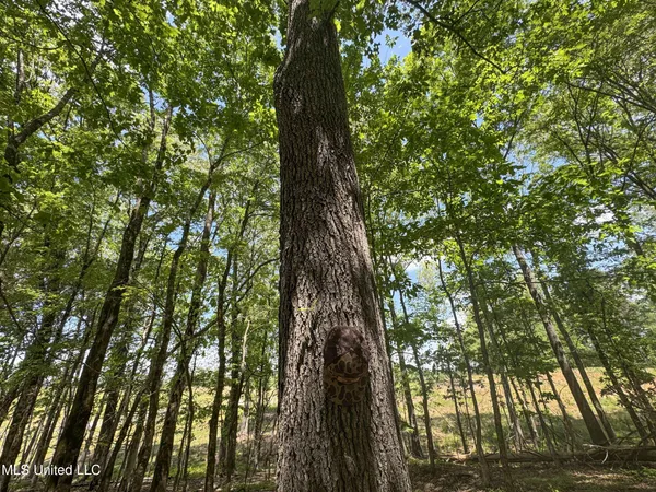 $795,000 | 107 County Road, Oxford, MS 38655