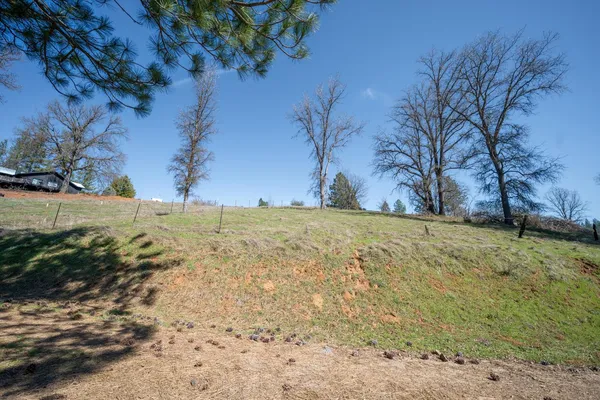 a view of yard with large tree