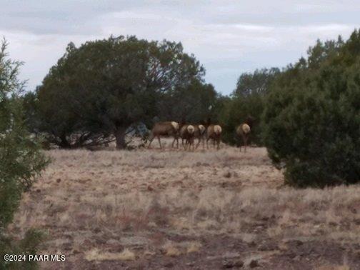 245 Noseeum Road Williams, AZ 86046 - Photo 1 of 3 Wild Life picture