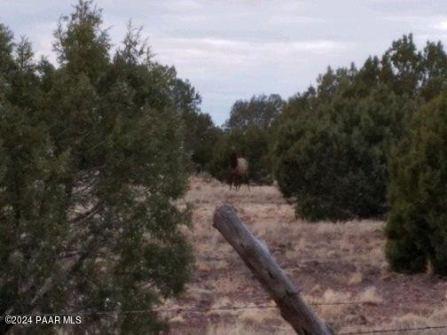 245 Noseeum Road Williams, AZ 86046 - Photo 3 of 3 Wildlife pic, (2)
