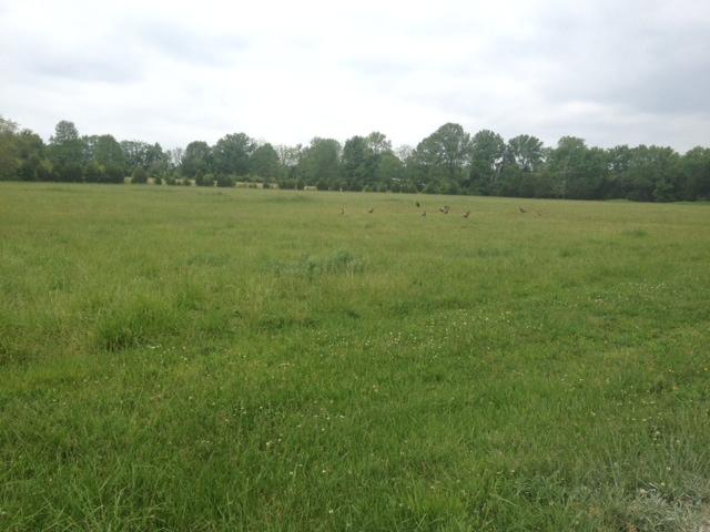 0 Pate Road Franklin, TN 37064 - Photo 5 of 7 a view of a field with trees in the background