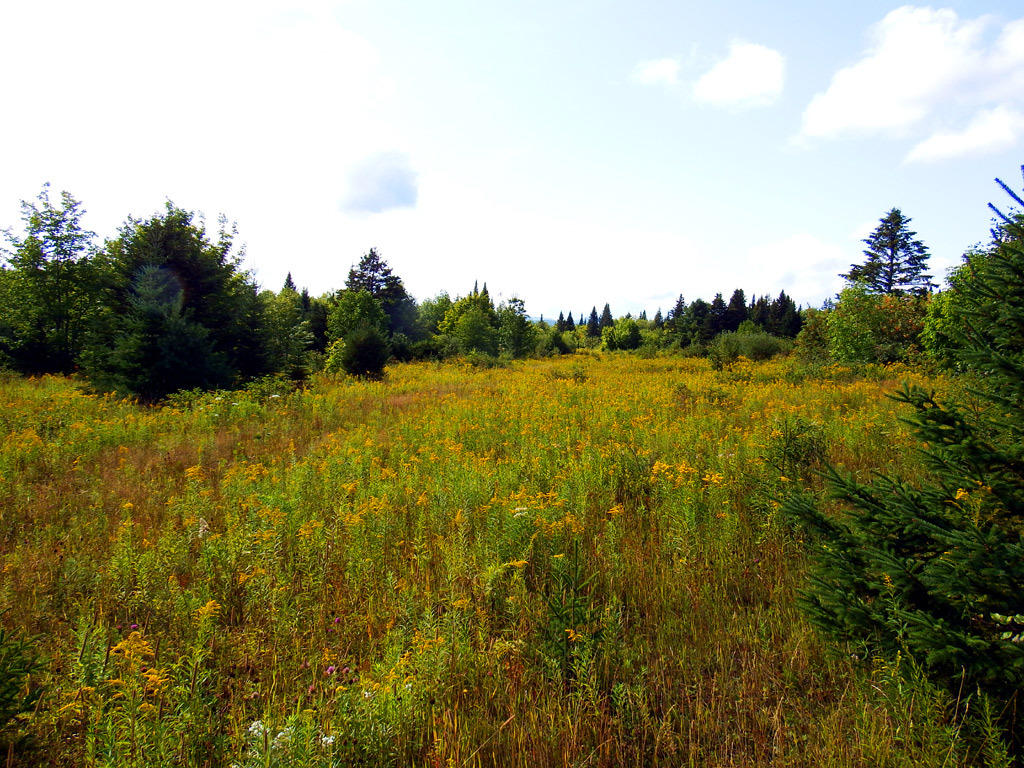 L-9-11c12 Clark Road Merrill, ME 04780 - Photo 28 of 40 new-merrill-land-3