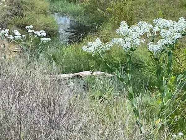 $142,500 | 217 Park Meadows Drive, Gustine, TX 76455