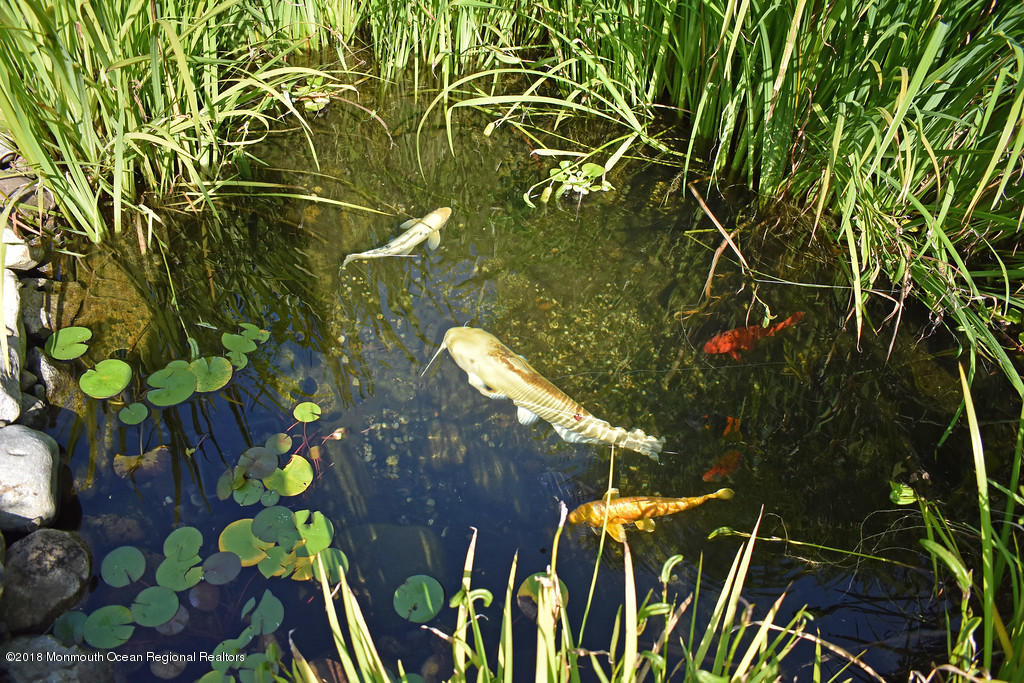 19 Russell Road Freehold, NJ 07728 - Photo 62 of 68 KOI POND