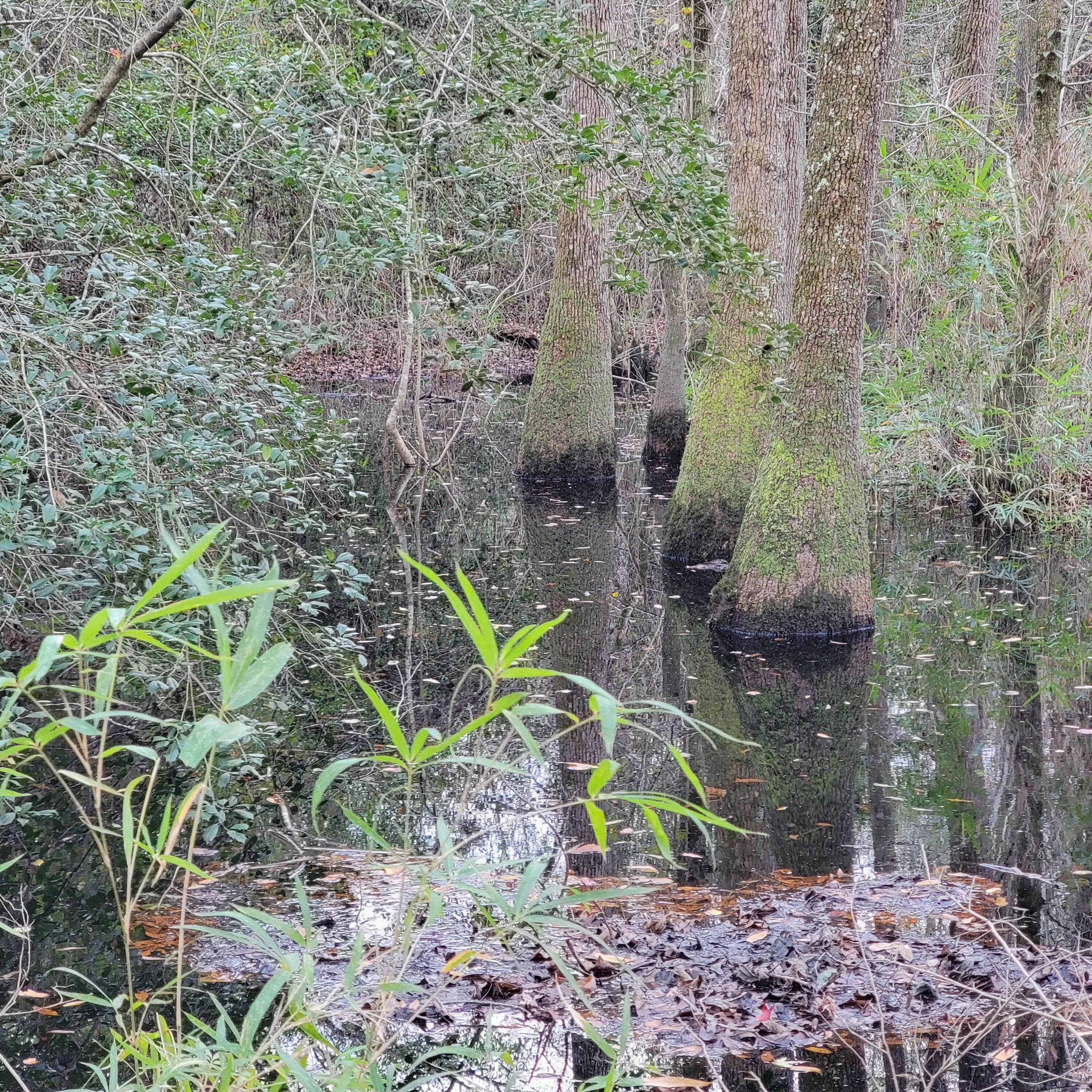 339 Greens Bridge Road Leesville, SC 29070 - Photo 23 of 35 Gallery Image 23