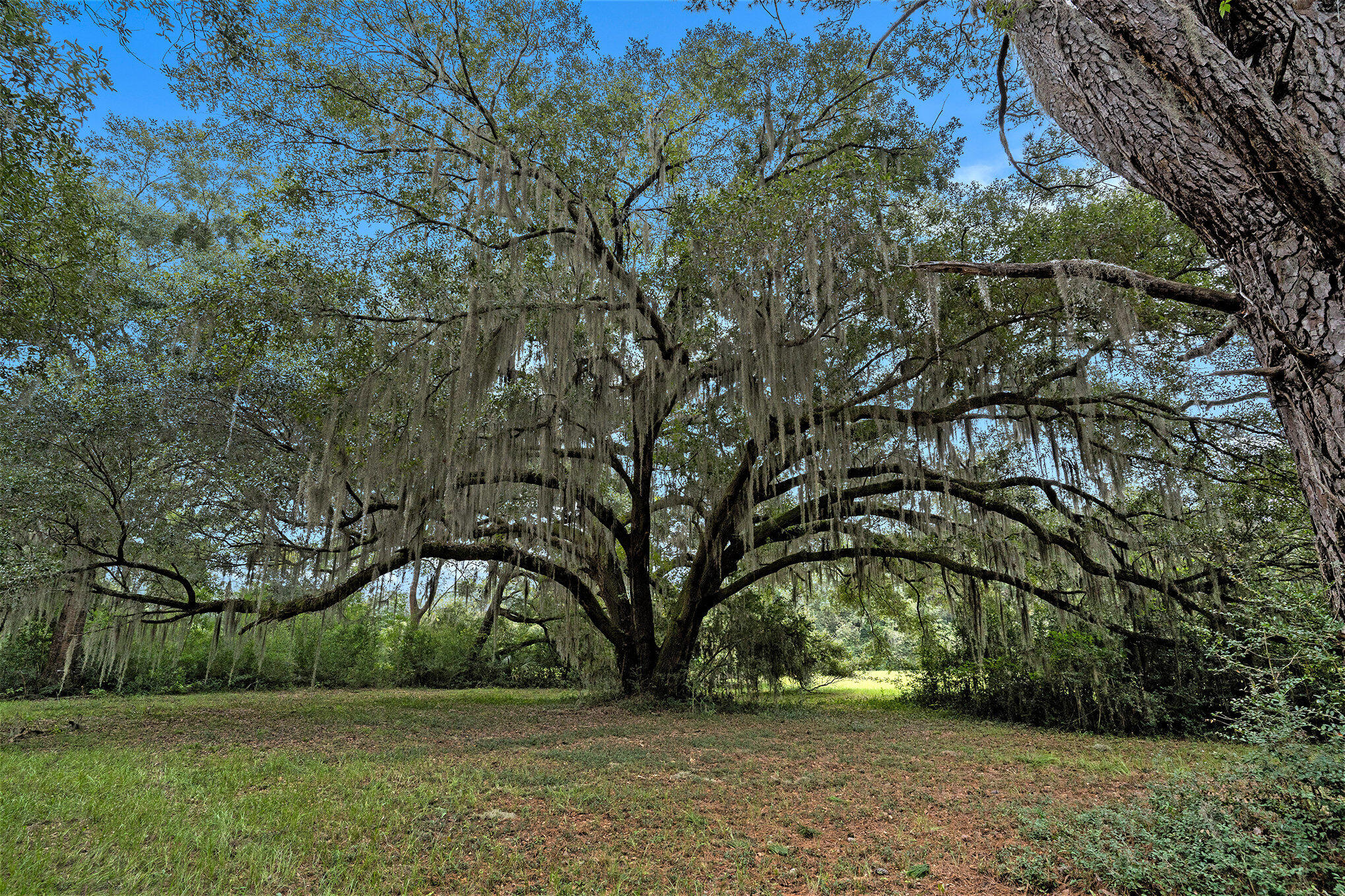 7817 Little Britton Road, Unit LOT C1 Meggett, SC 29449 - Photo 15 of 19 007_dsc05100_728