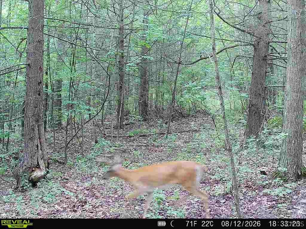 Stewart Road Addison, NY 14801 - Photo 7 of 37 Gallery Image 7