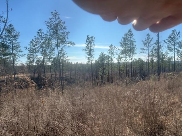 6 Harris Road Bolivar, TN 38008 - Photo 7 of 20 a view of a forest