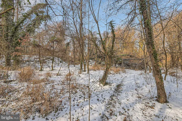 a view of a yard with large trees